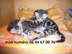 Donne 2 petits chatons - Miniature