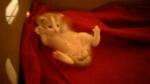 Chatons contre bon soin - Miniature