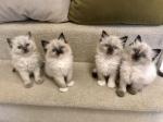 A donner chaton ragdoll - Miniature