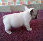 Magnifique chiot bouledogue français femelle - Miniature