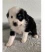 Chiots berger australien - Miniature