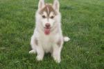 Chiots husky sibériens pour adoption - Miniature