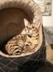 Bengal brown tabby spotted joueur communicant - Miniature