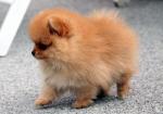 Chiot spitz allemand femelle naine - Miniature