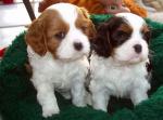 Donne magnifique chiot cavalier king charles  - Miniature