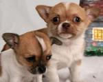 Don de mes chiots chihuahua - Miniature