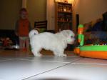 Magnifique chiot type bichon maltais - Miniature