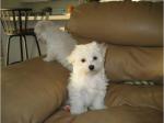 Bebes bichon maltais, lof - Miniature