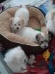 Coton de tulear lof recherche nouvelle famille  - Miniature