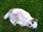 Petite femelle type chihuahua non lof a donner - Miniature