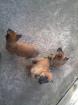 Vends chiots malinois - Miniature