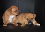 Chiots staffordshire bull terrier (staffie) - Miniature