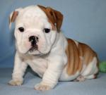 Bulldog anglais chiots disponibles - Miniature