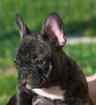 Chiot bouledogue francais lof - Miniature