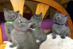 Adoption chatons chartreux - Miniature