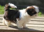 Magnifiques chiots shih tzu - Miniature