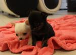 Superbes chiots chihuahua - Miniature