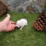 A céder petite chiot type spitz nain blanc - Miniature