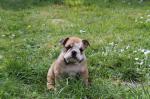 Chiots bulldog anglais - Miniature