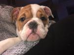   femelle bulledogue  anglais - Miniature