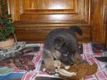 Donne chiot berger allemand - Miniature