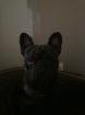 Sailllie bouledogue francais - Miniature