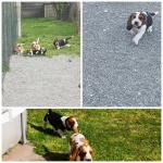 Chiots basset hound disponible - Miniature