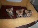 Chatons bengal males et femelle - Miniature