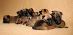 Chiots bergers malinois lof disponibles - Miniature