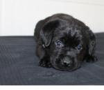 Adorable chiot labrador noirs lof - Miniature