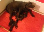 Vends chiots labrador chocolat lof – 900 € - Miniature