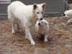 Chiots bergers blanc - Miniature