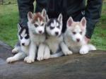 Chiots husky siberie disponible non lof - Miniature