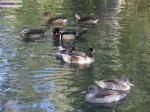 Canards d'ornement - Miniature