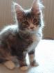 Chatons maine coon dispo pour adoption - Miniature