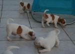 Mes magnifiques chiots jack russel - Miniature