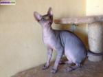 Sphynx - Miniature