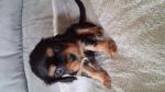 Type cavaliers king charles noir et feu - Miniature