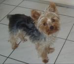 Yorkshire-terrier - Miniature