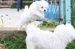 Deux chiots bichon frisé - Miniature