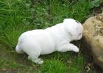 A donner très beau chiot bouledogue français - Miniature