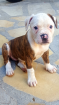 Chiot bouledogue americain - Miniature