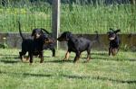 Chiots dobermann mâles et femelles lof  - Miniature