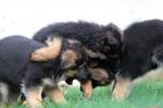 Chiots berger allemand lof adonne - Miniature