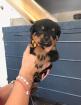 Chiots rottweiler - Miniature