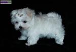 Magnifiques chiots bichon maltais - Miniature