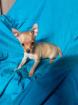 Pinscher  femelle - Miniature