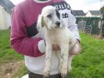 Donne chiots type setter anglais - Miniature