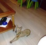 Pinscher nain fauve - Miniature