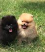 6 magnifique chiots spitz nain allemand à réserver - Miniature